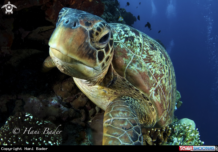 A greene turtle