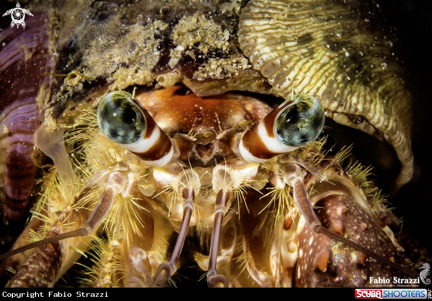 A Hermit crab