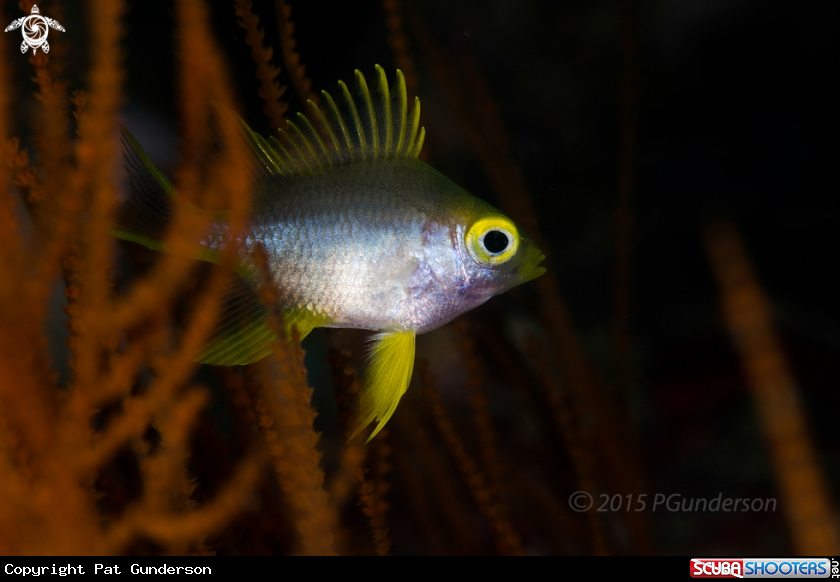 A Golden Damselfish, juv.