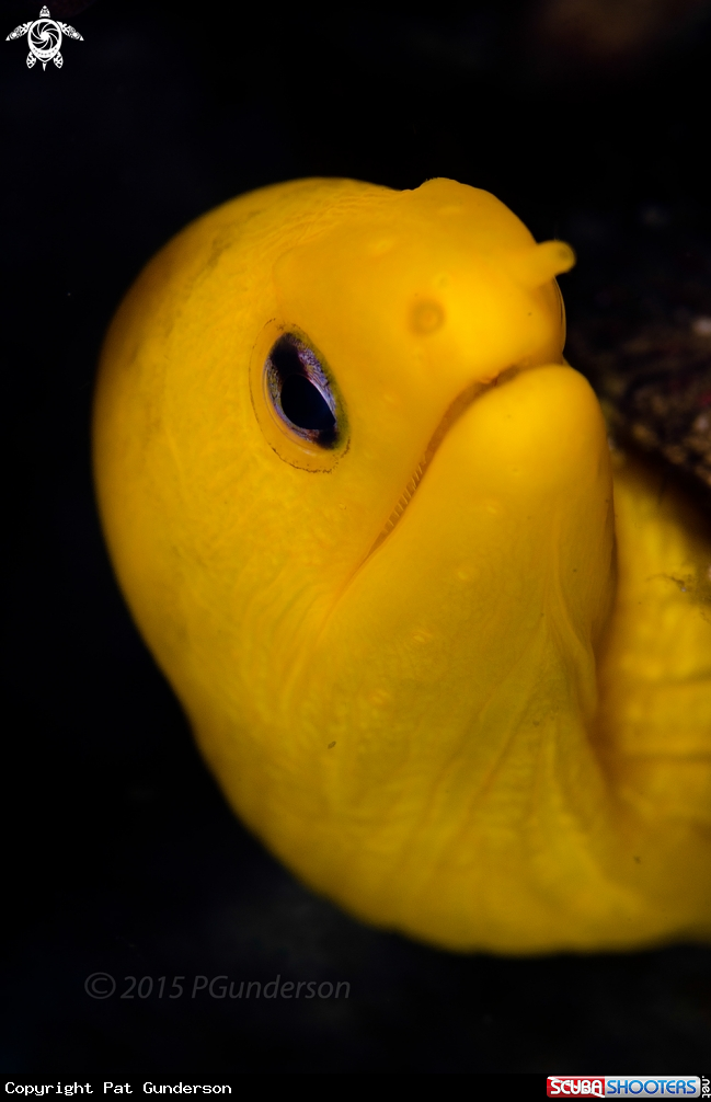 A Dwarf Yellow Moray Eel
