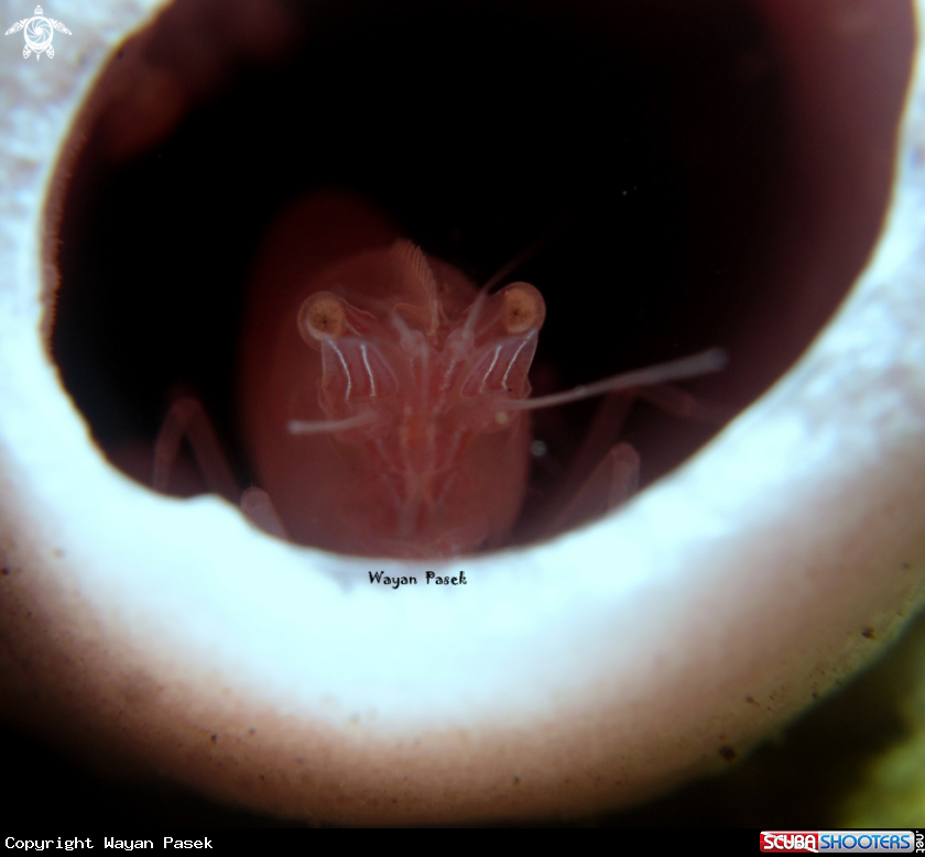 A Sponge Shrimp