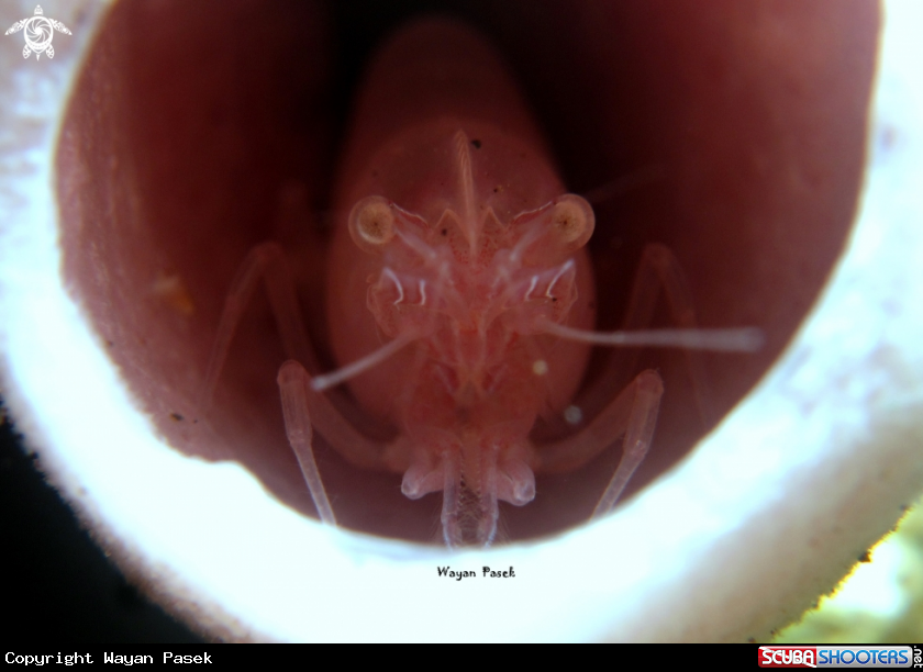 A Sponge Shrimp