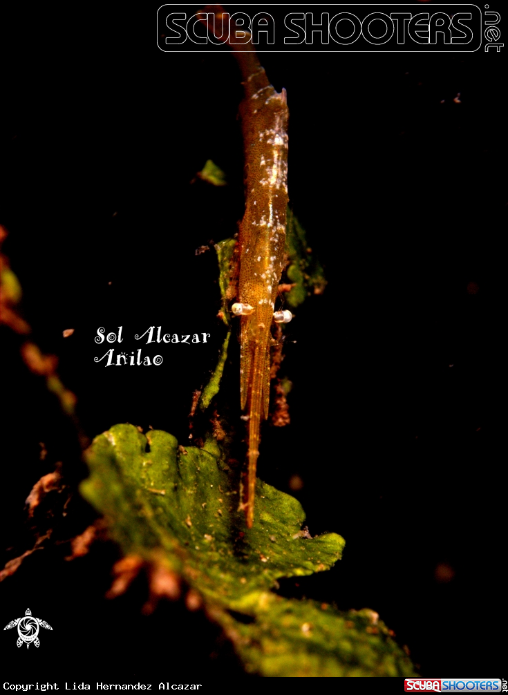 A sawblade shrimp