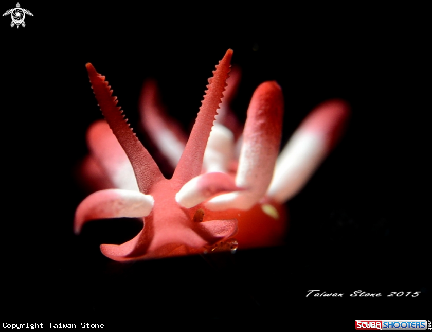 A Nudi