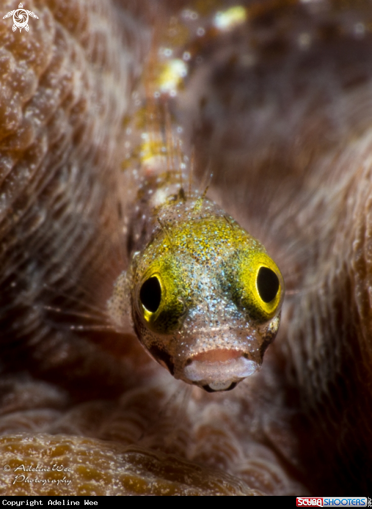 A Secretary blenny