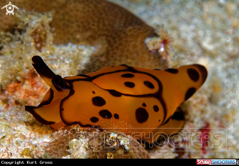 A Berthella martensi 