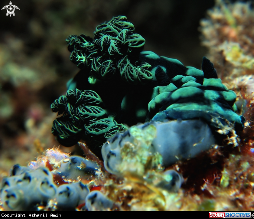 A Nembrotha