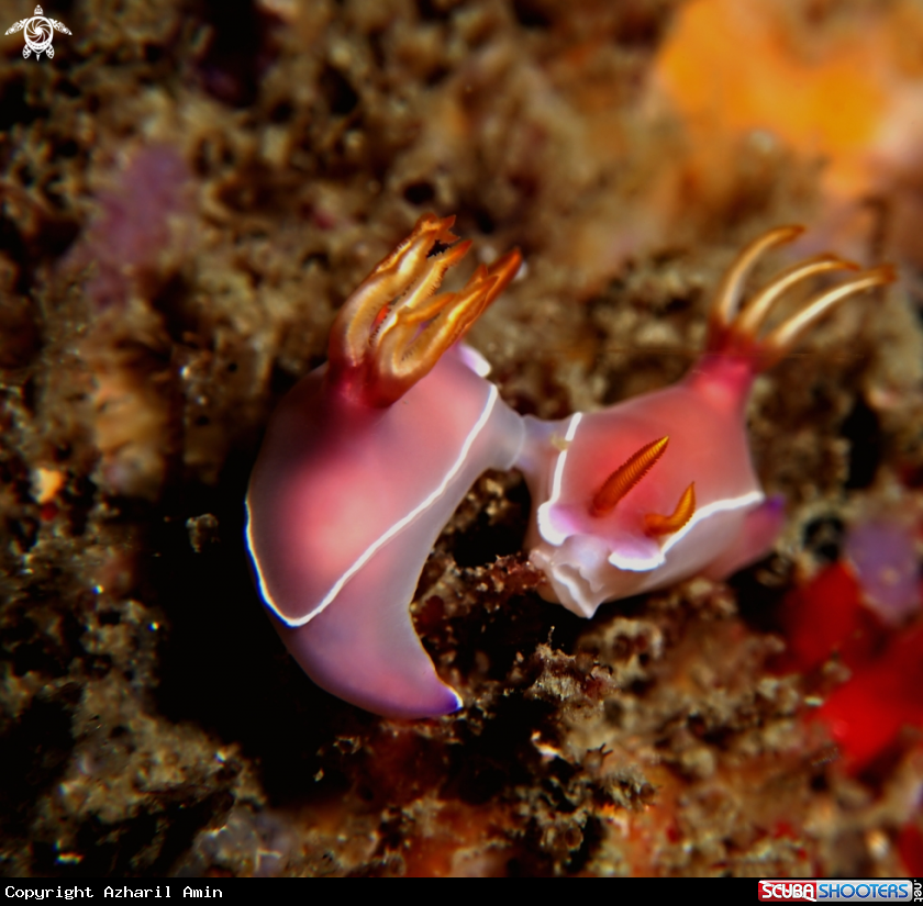A hypselodoris