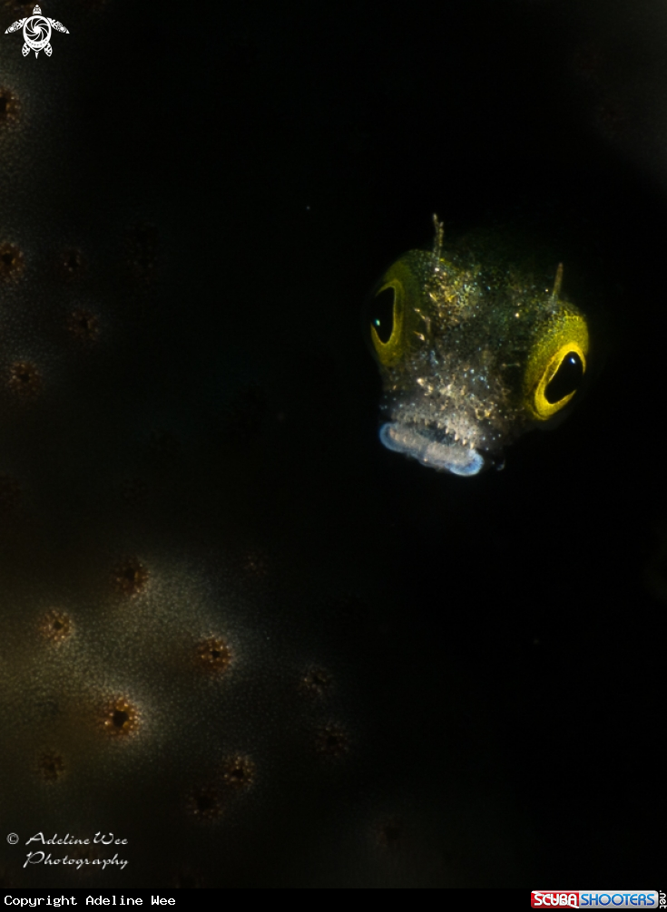 A Secretary blenny