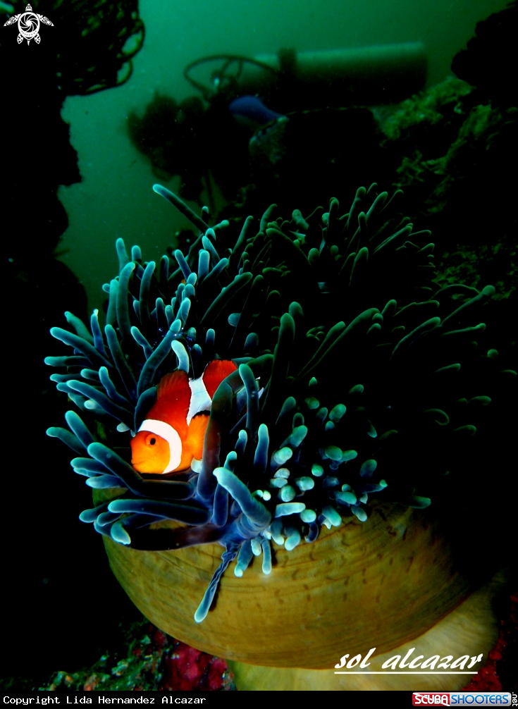 A underwater creature