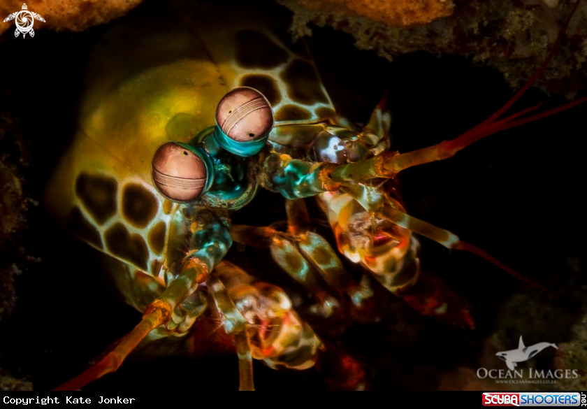 A Mantis Shrimp