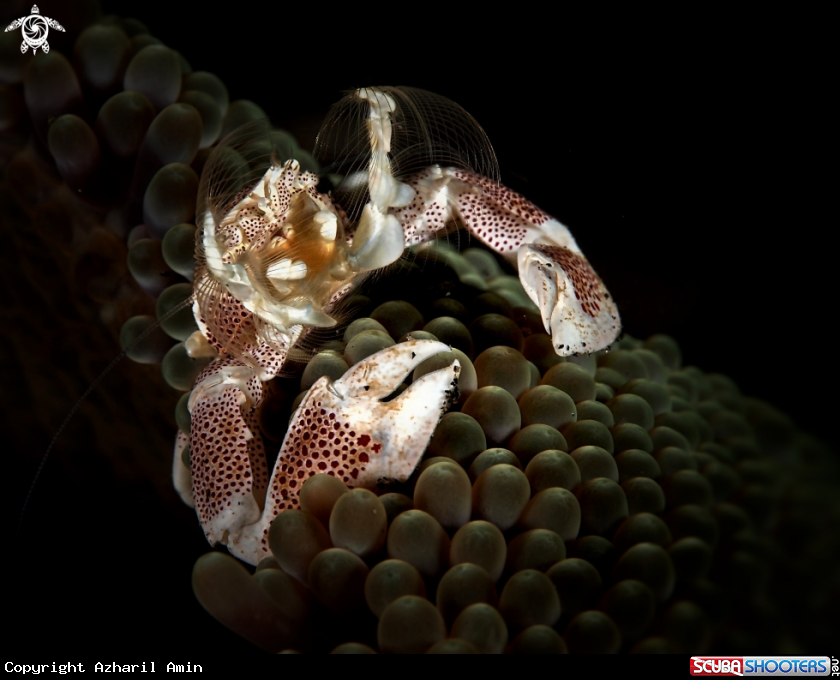 A Porcelain Crab