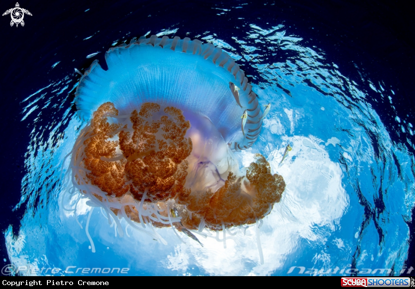 A Maldive's wildlife