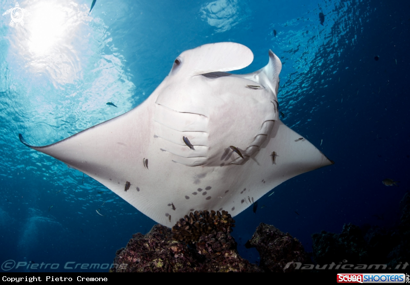 A Maldive's wildlife
