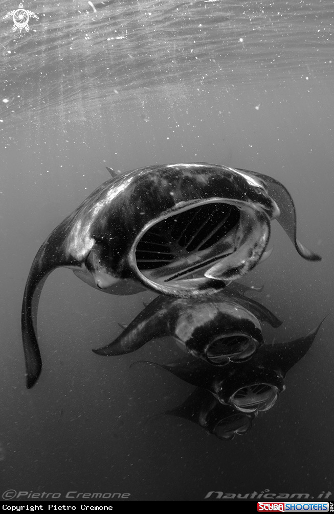 A Maldive's wildlife