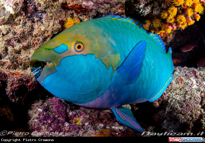 A Maldive's wildlife