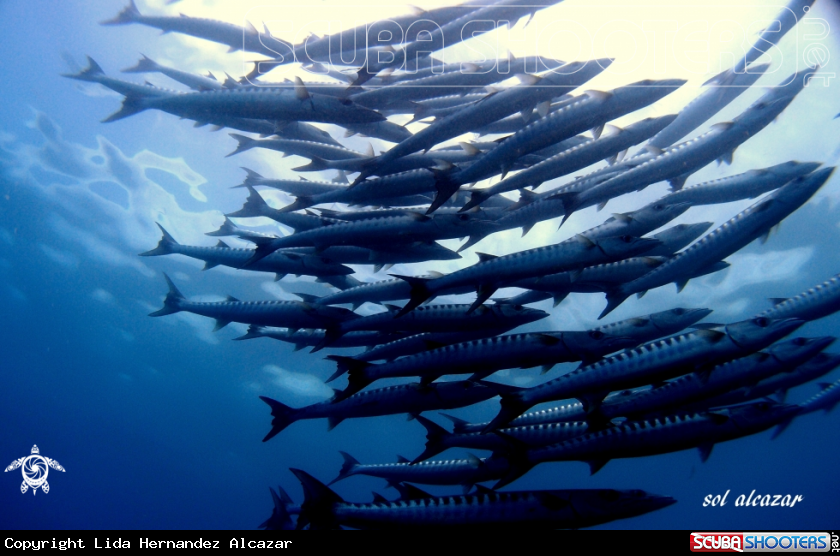 A barracuda