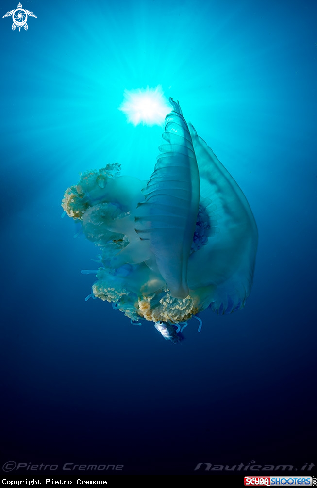 A Maldive's wildlife