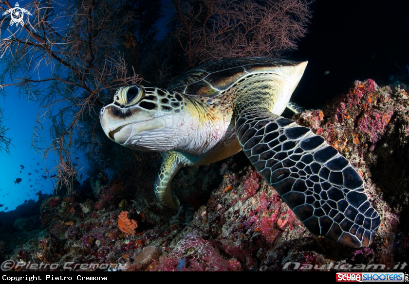 A Maldive's wildlife