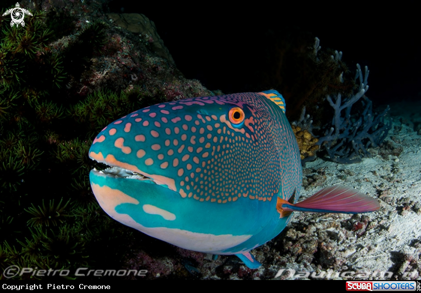 A Maldive's wildlife