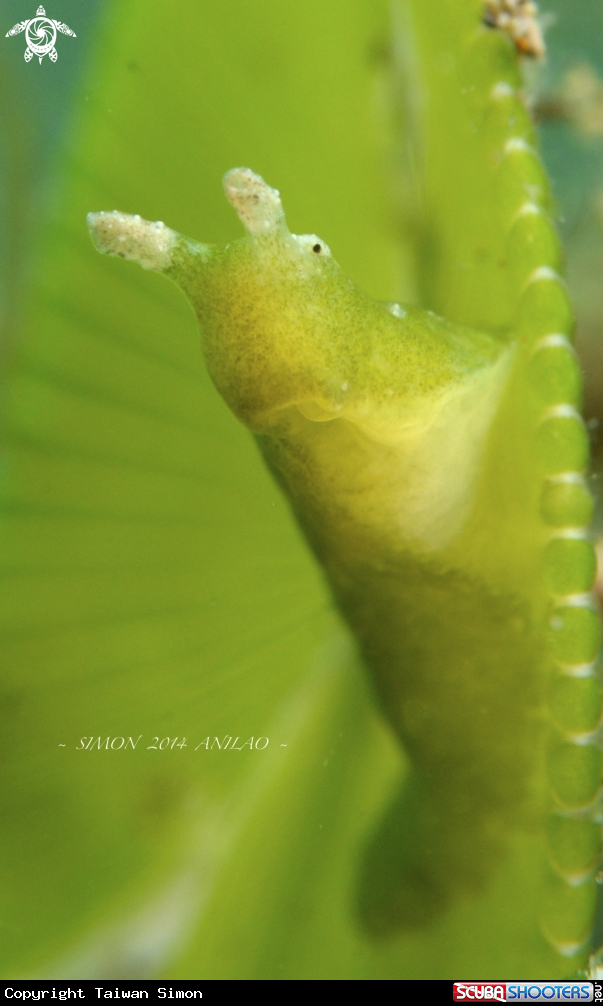 A Nudi