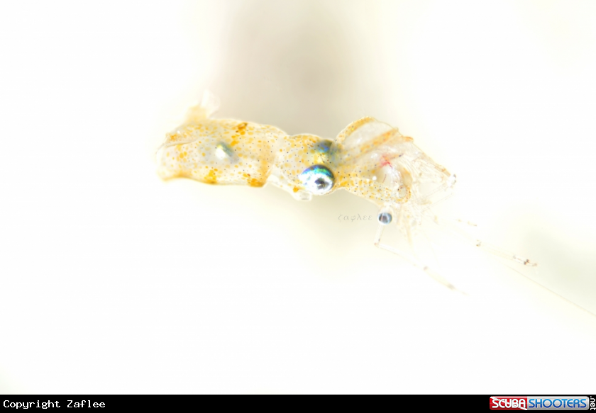 A Pygmy Squid