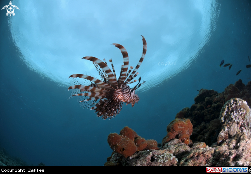 A Lion Fish