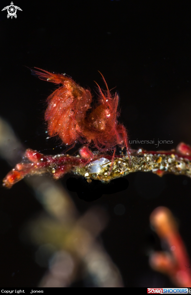 A Hairy Shrimp (red)