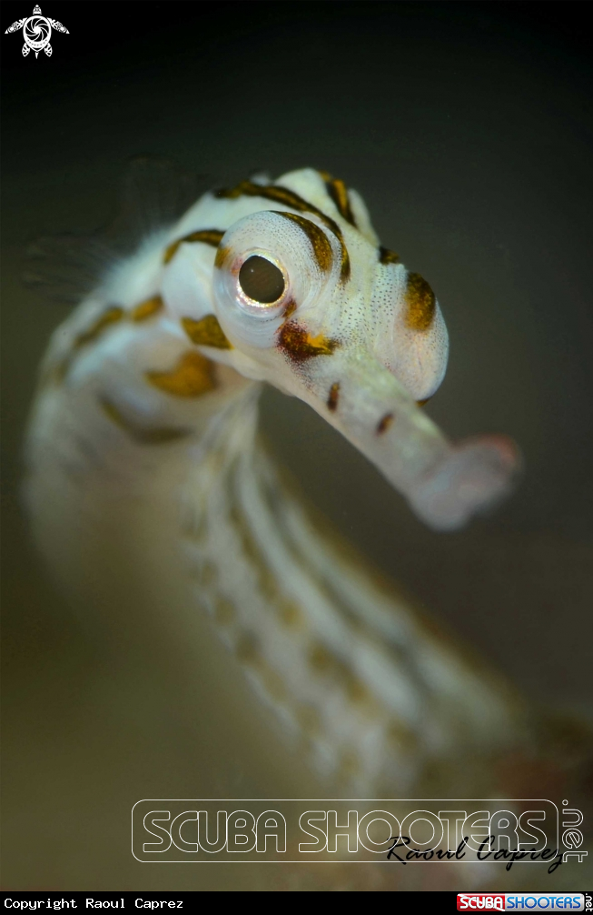 A Pipe fish