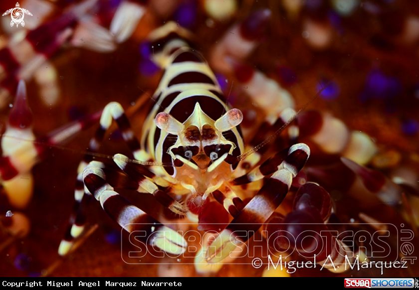 A Coleman Shrimp