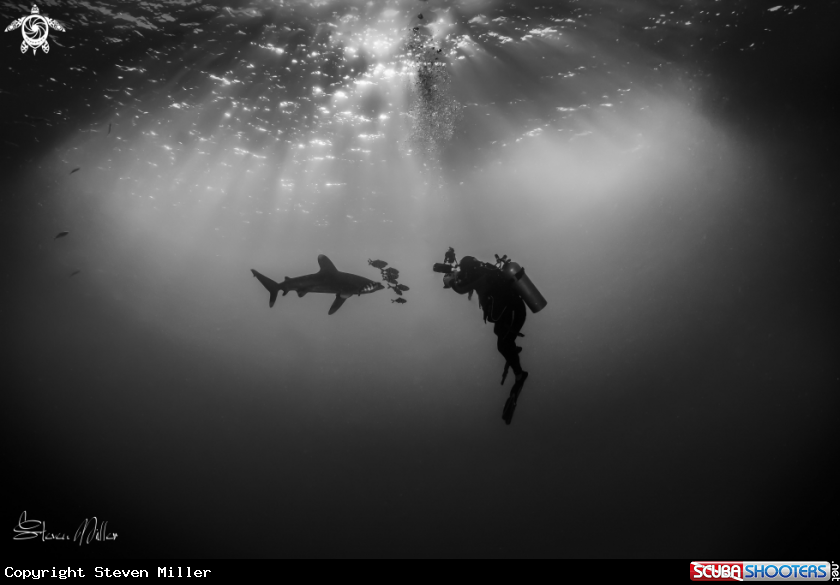 A Oceanic Whitetip