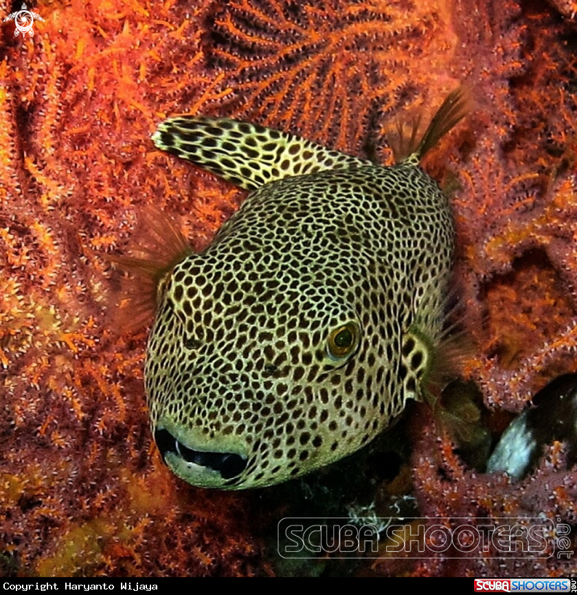 A Puffer fish