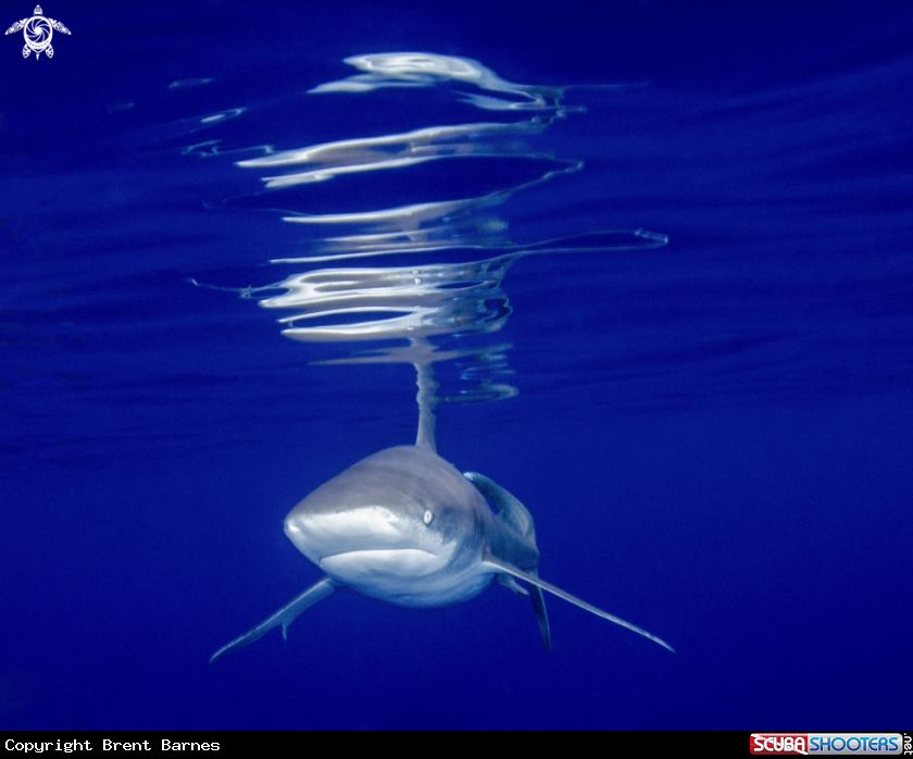 A Oceanic White Tip Shark