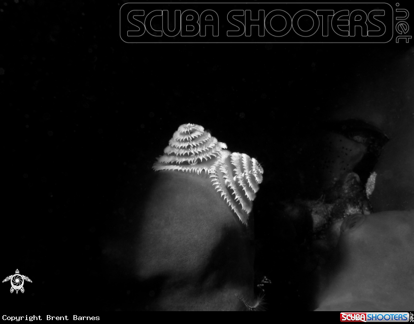 A Christmas Tree Worms