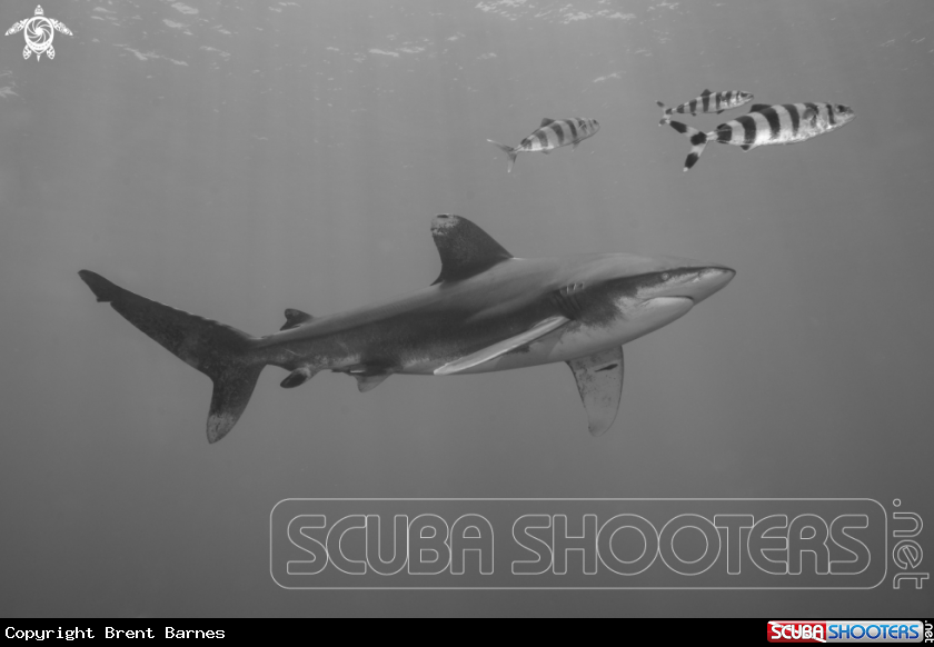 A Oceanic White Tip Shark