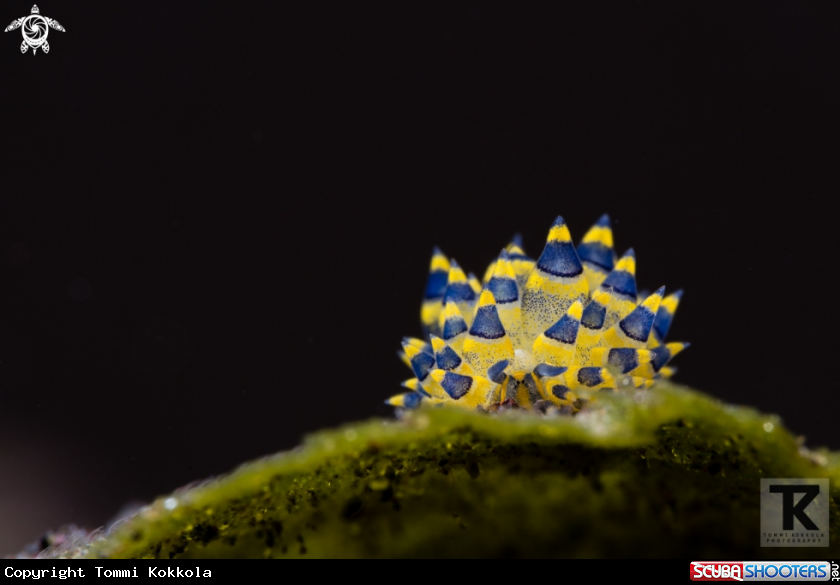 A Stiliger ornatus