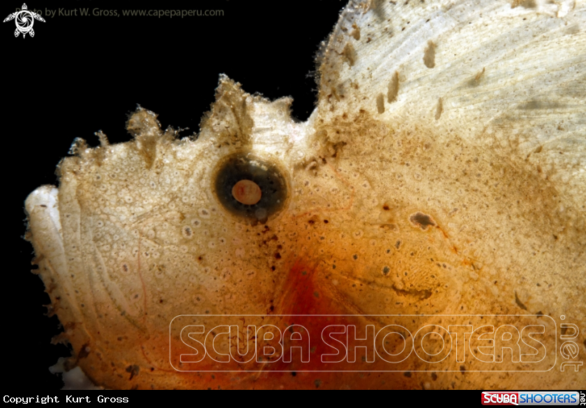A Leaf fish