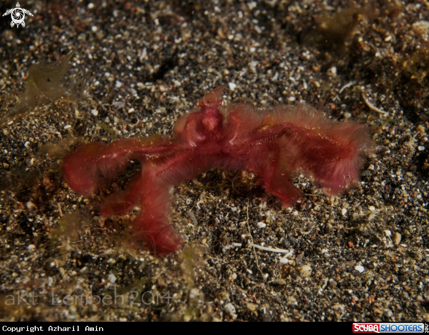 A Orangutan crab