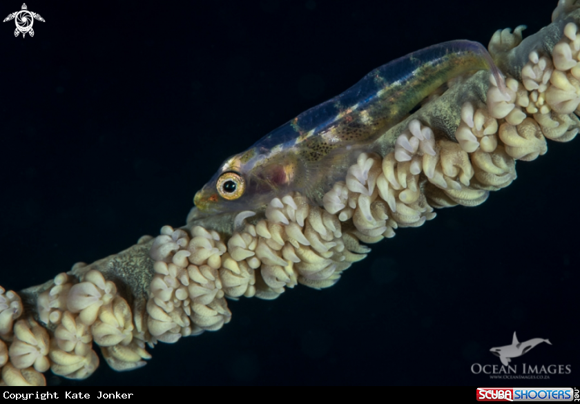 A Whipfan Goby