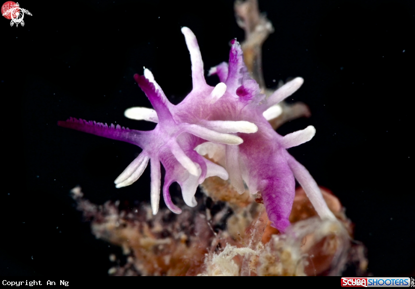 A Purple Okenia nudibrach