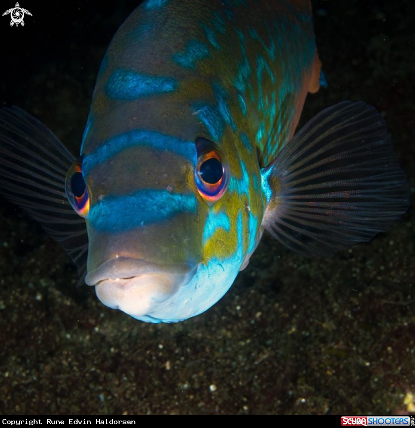 A Wrasse