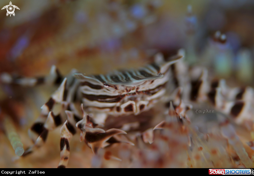 A Zebra Crab