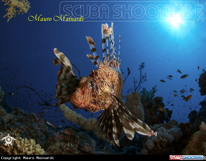 A Lionfish