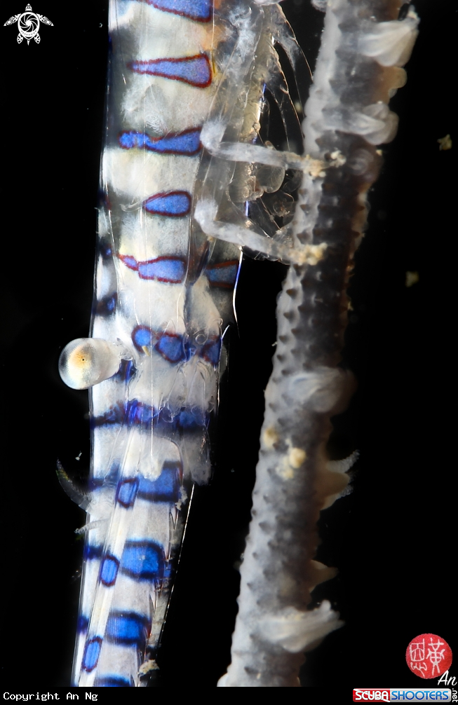 A tozeuma shrimp
