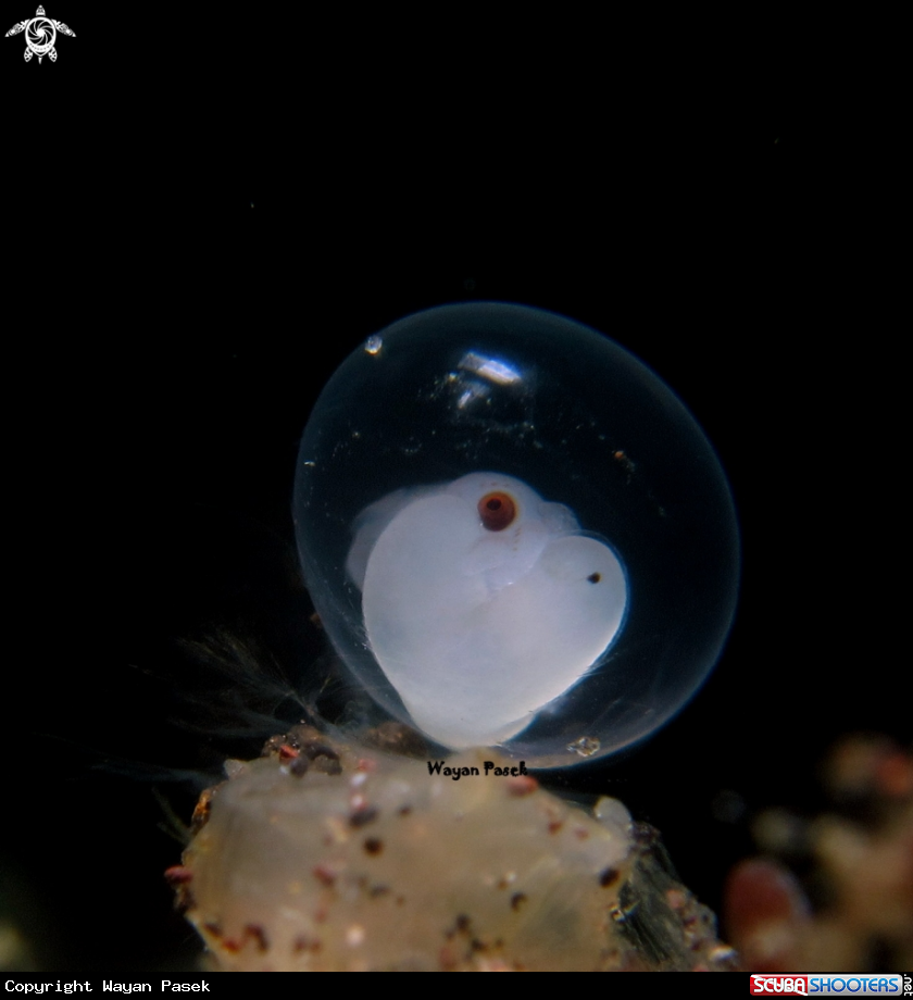A Egg