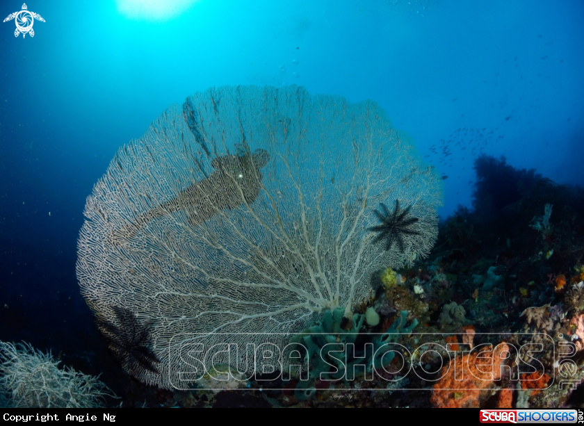 A Sea fan