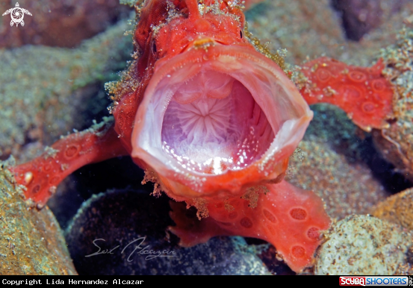 A Warty Frogfish