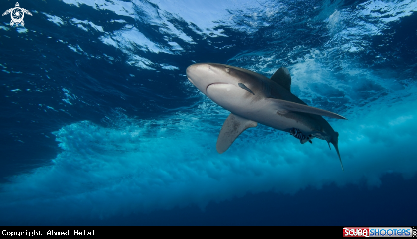 A Longimanus 