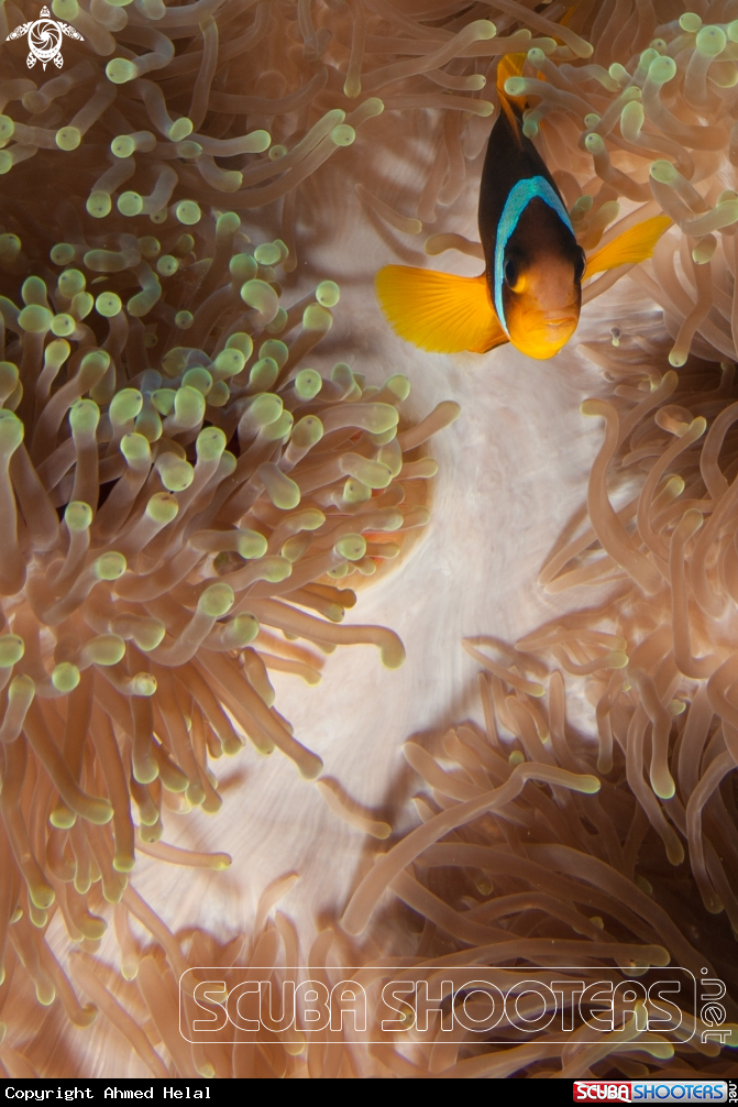A Clown fish