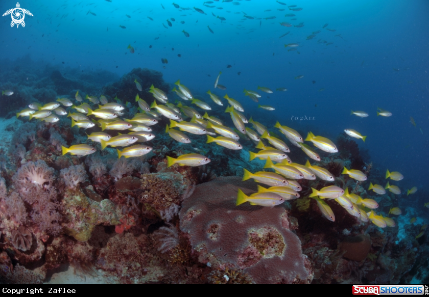 A Yellow tailed Snapper 